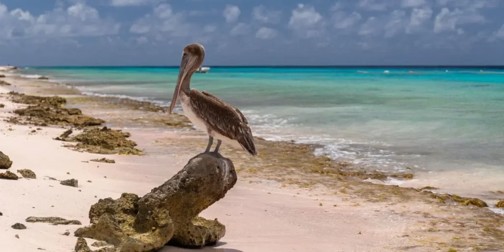 Oiseaux de la République dominicaine