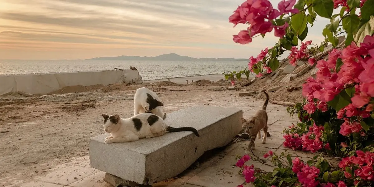 Comment Faire un Voyage Humanitaire